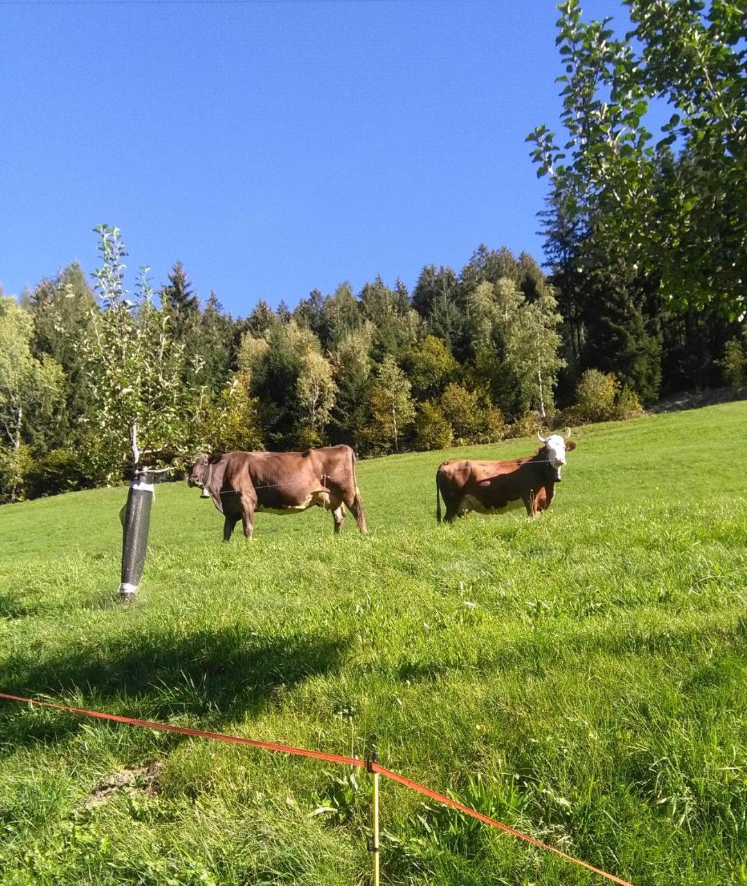 Stockhof Daire Zell am Ziller Dış mekan fotoğraf